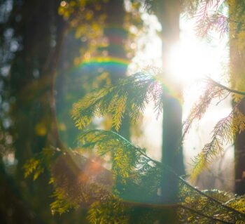 Inner Light Reiki