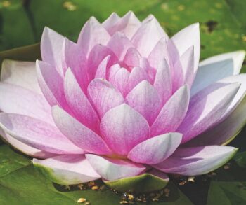 Goddess Lakshmi's Fortune Technique